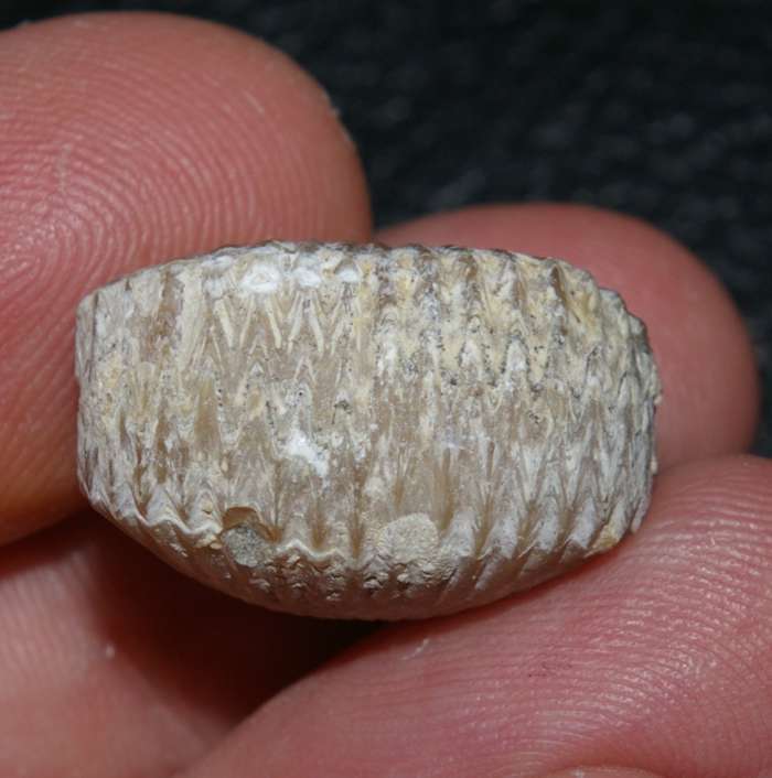 Rchynchonella sp.   