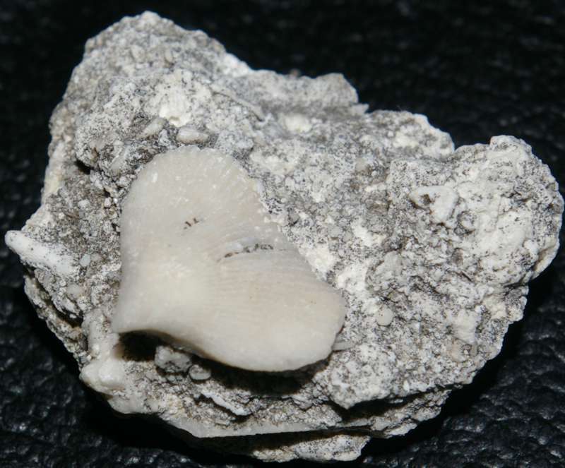Cyclothyris difformis   