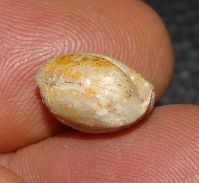 Septocrurella sanctaeclarae   