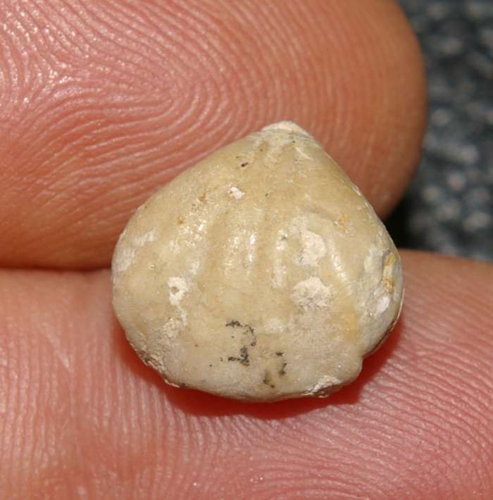 Septocrurella sanctaeclarae   