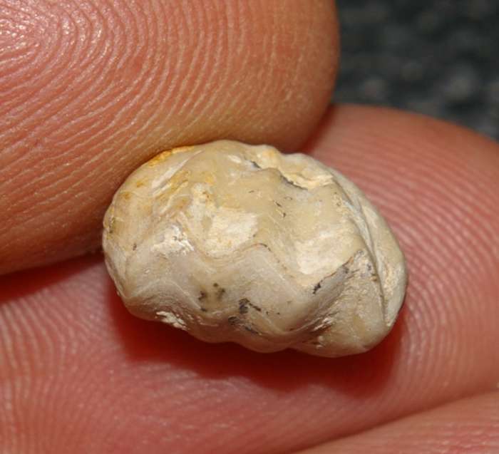 Septocrurella sanctaeclarae   