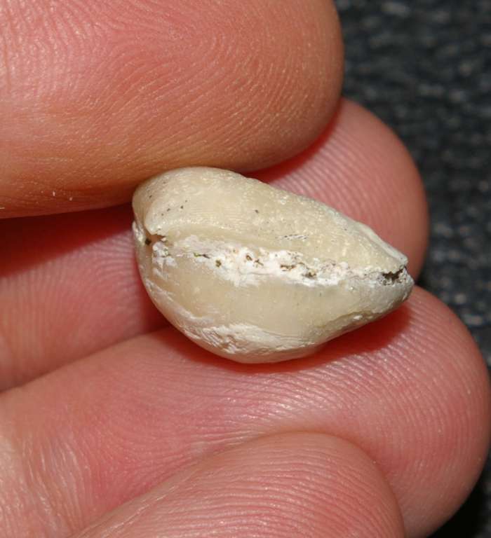 Cyclothyris vespertilio  