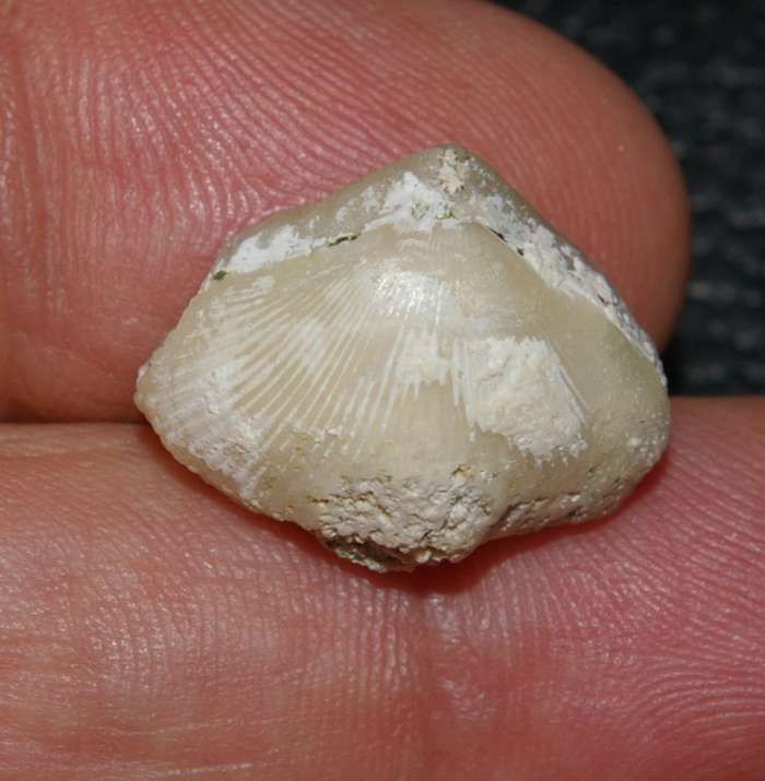 Cyclothyris vespertilio  