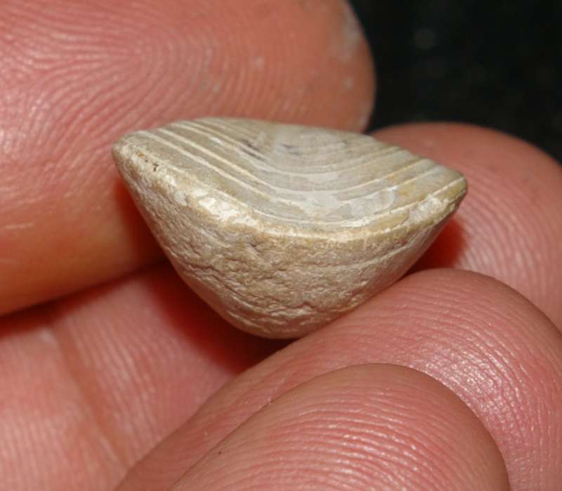 Aulacothyris resupinata   