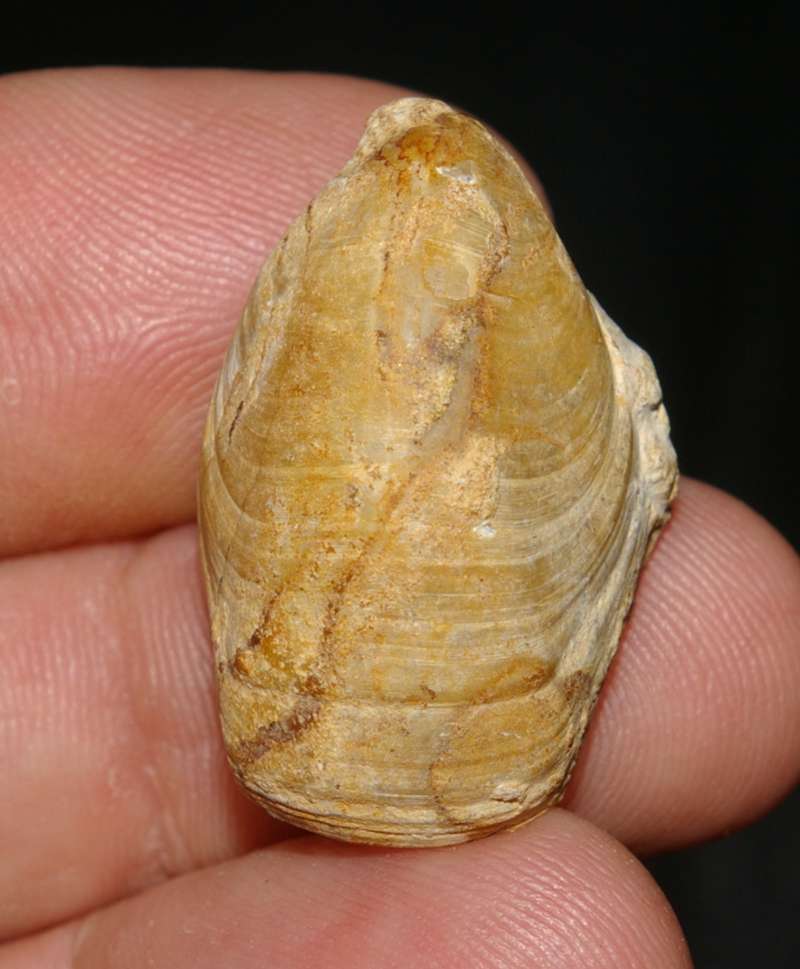 Aulacothyris    