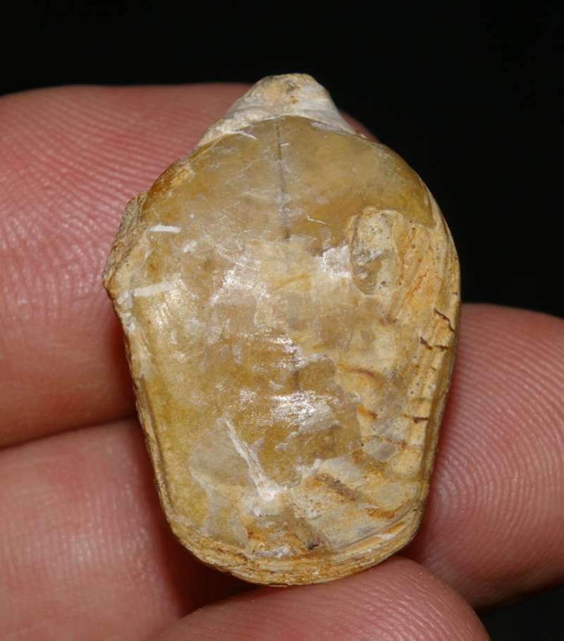 Aulacothyris    
