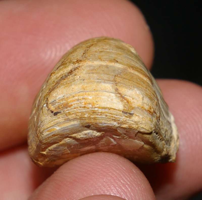 Aulacothyris    