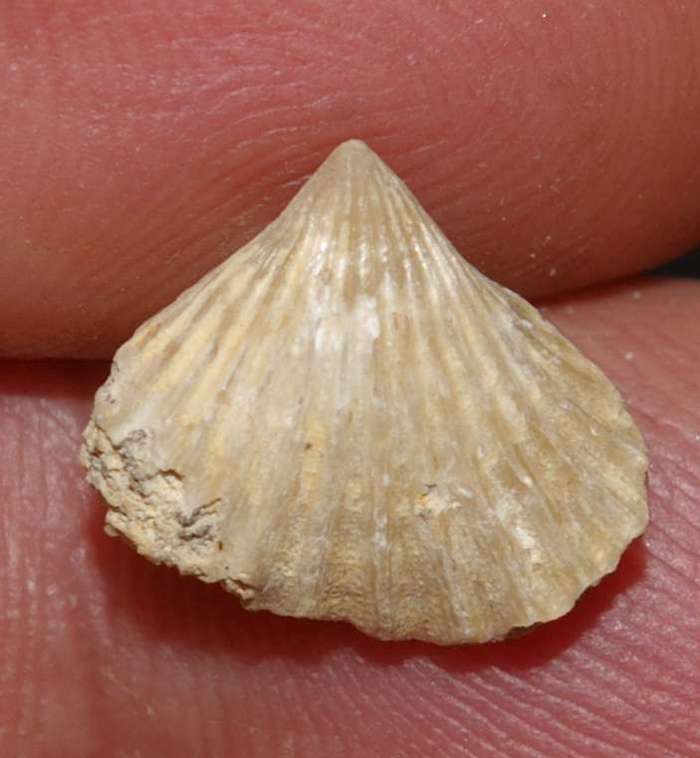 Lacunosella blanowicensis