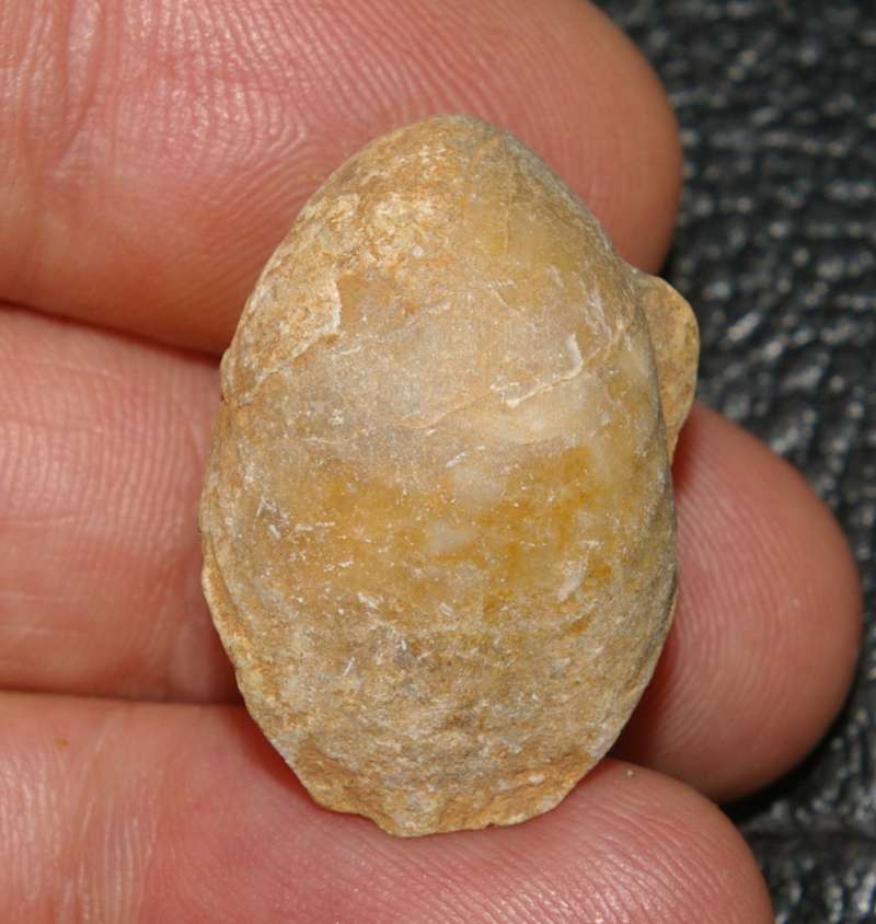 Epithyris submaxillata
