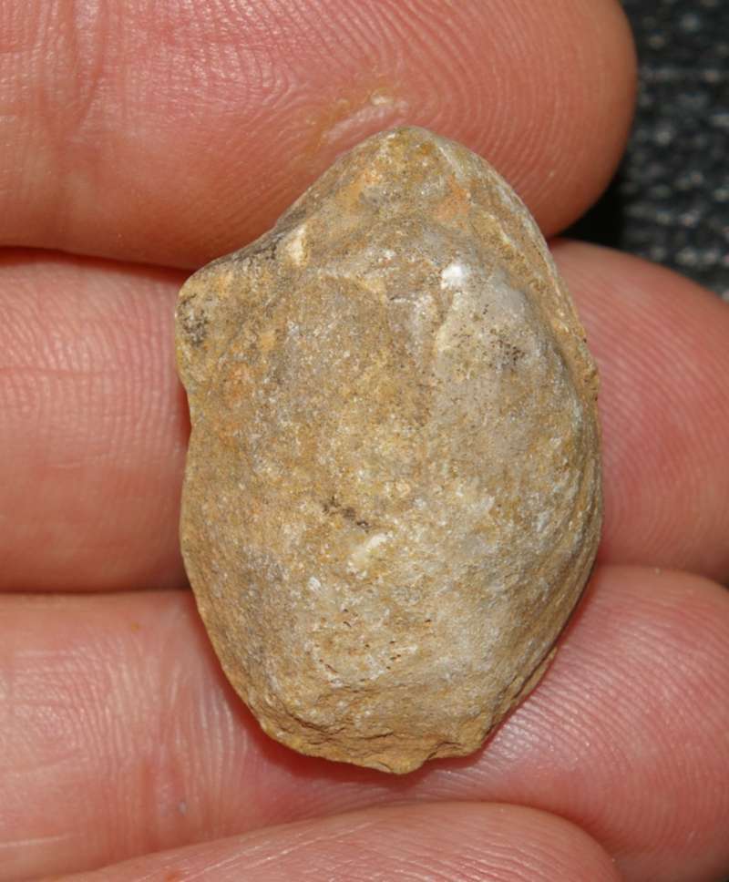  Epithyris submaxillata