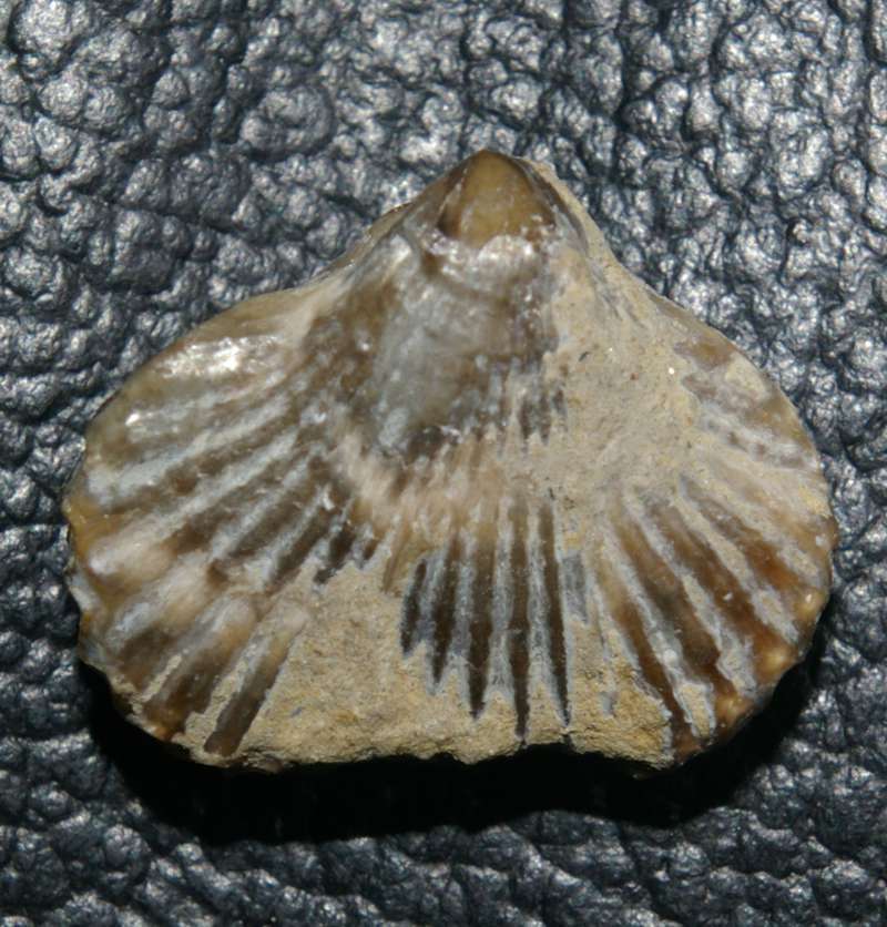 Lamellaerhynchia hauteriviensis