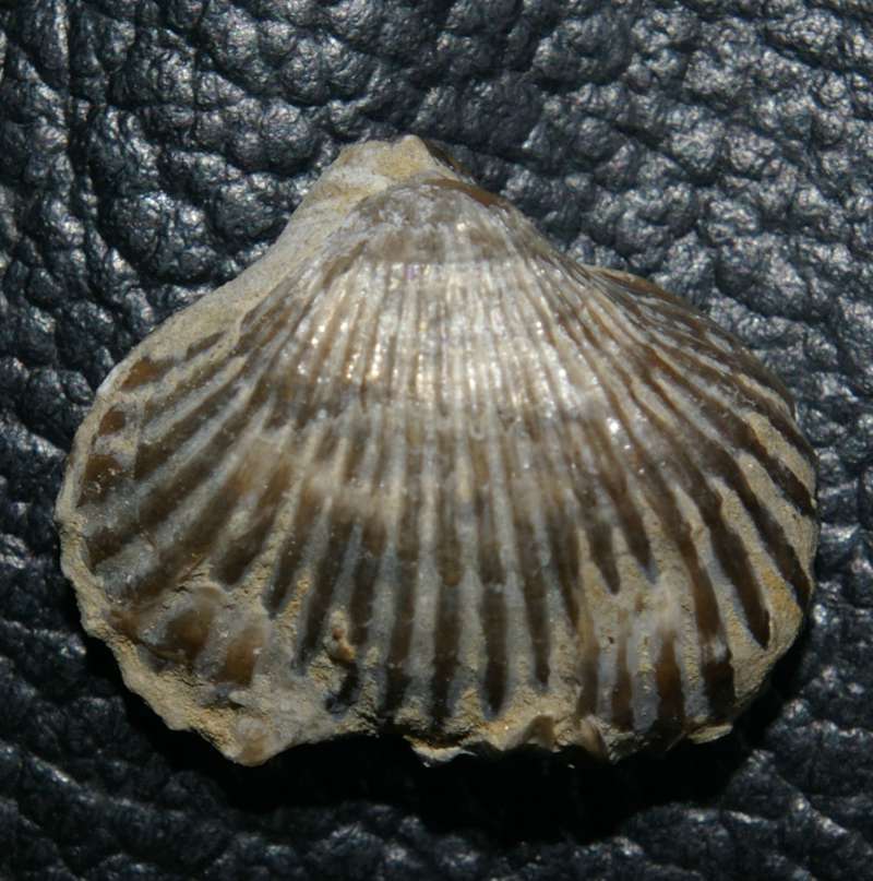 Lamellaerhynchia hauteriviensis