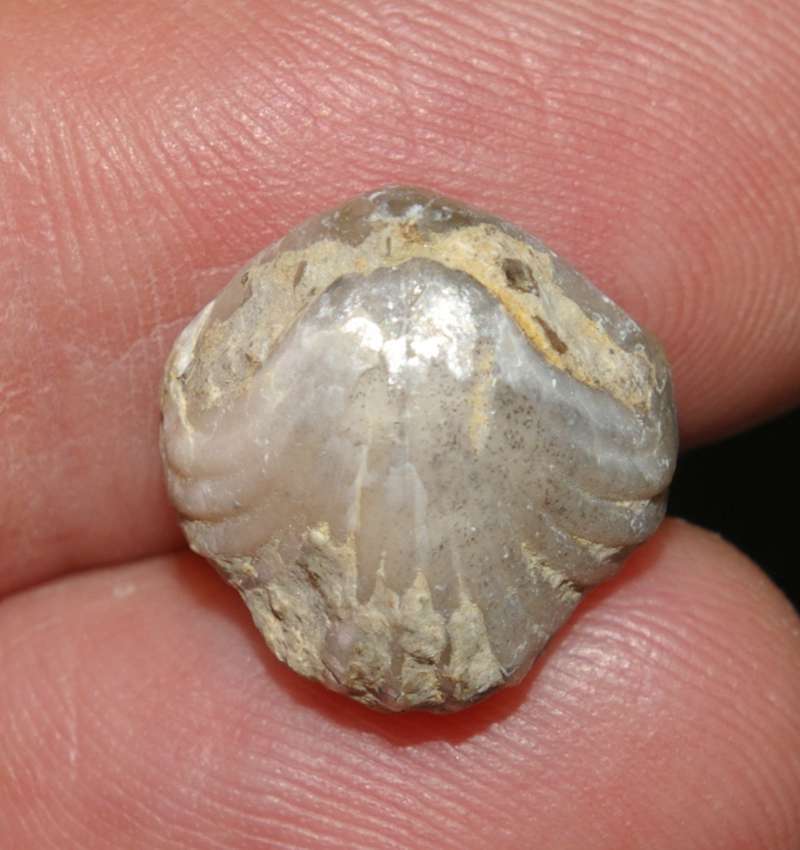 Homoeorhynchia meridionalis