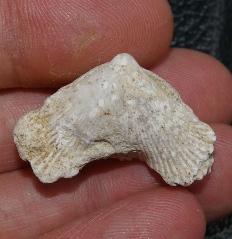 Cyclothyris vespertilio