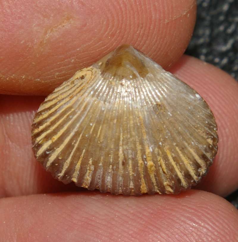 Quadratirhynchia attenuata