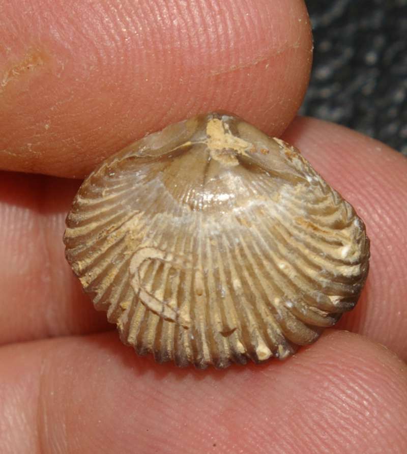 Quadratirhynchia attenuata