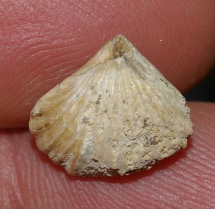 Lacunosella blanowicensis