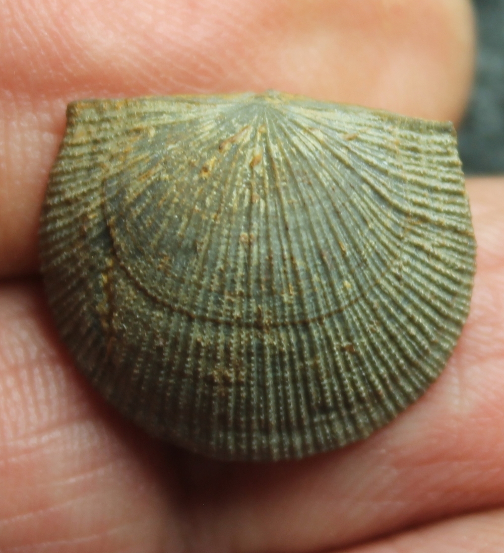 Schellwienella umbraculum