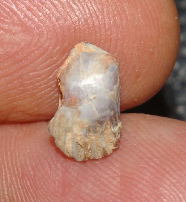 Glosseudesia marcousana