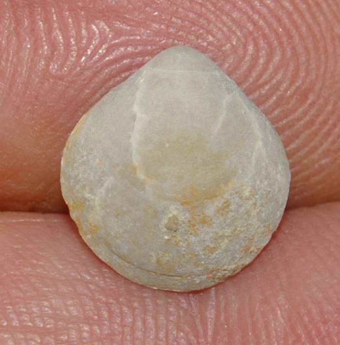 Tamarella chloris