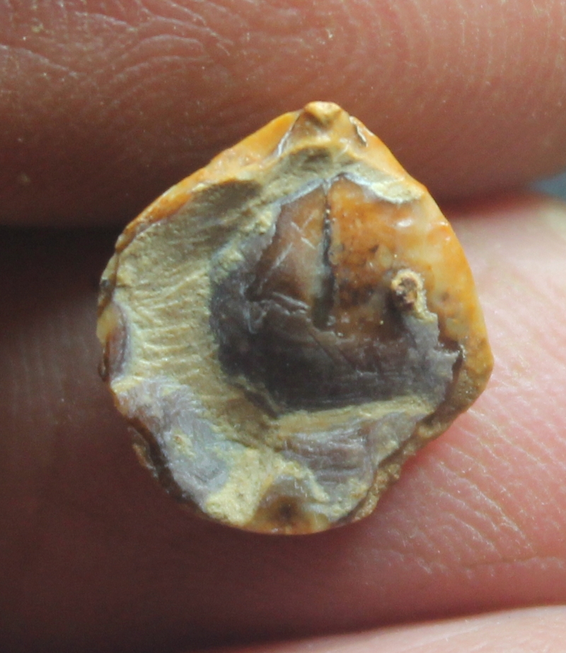 Cyrtothyris sillimani