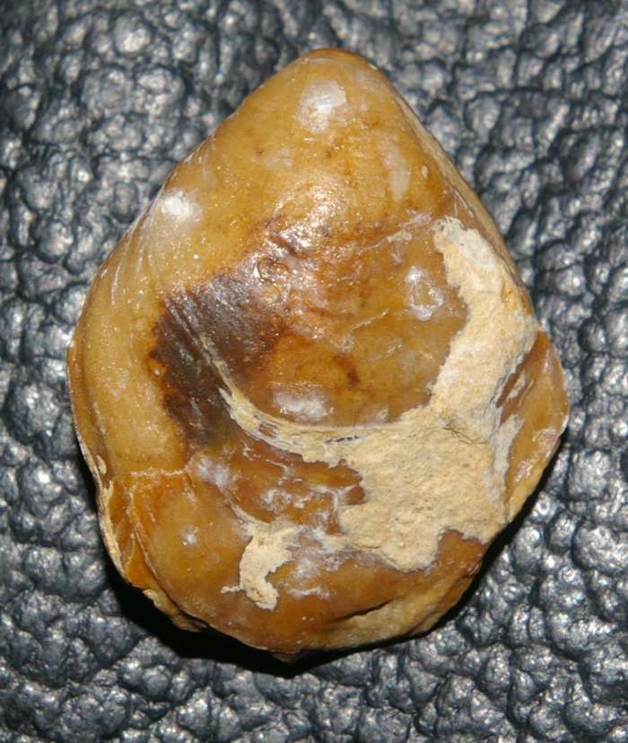 Loriolithyris rusillensis