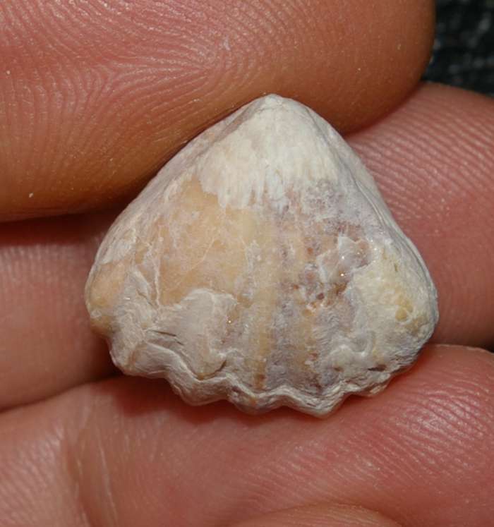 Prionorhynchia quinqueplicata