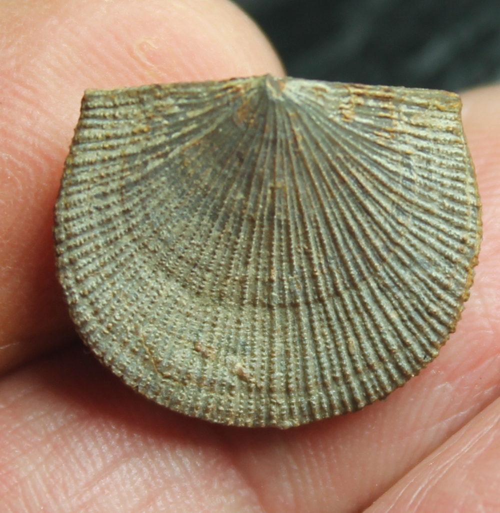 Schellwienella umbraculum
