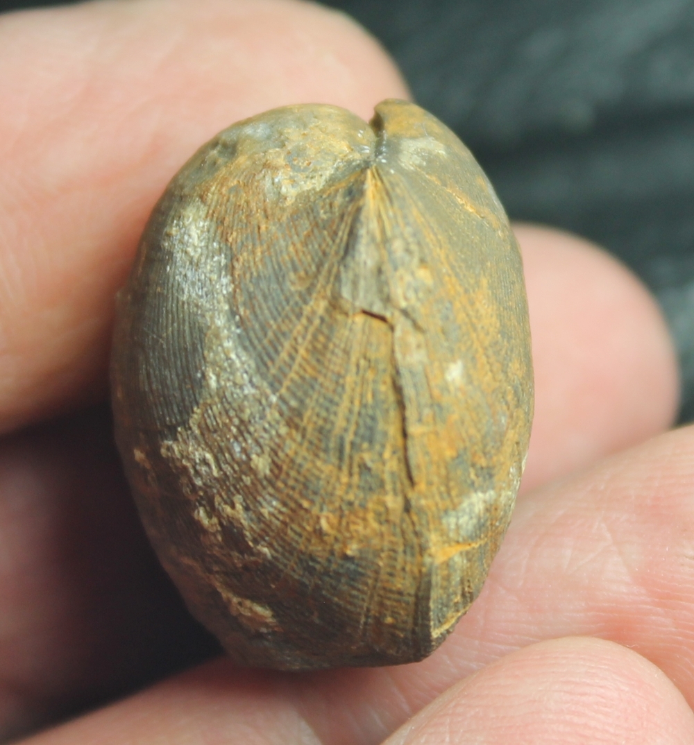 Schizophoria schnuri