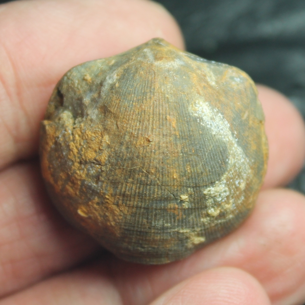 Schizophoria schnuri