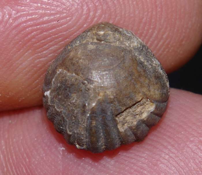 Thurmanella obrita