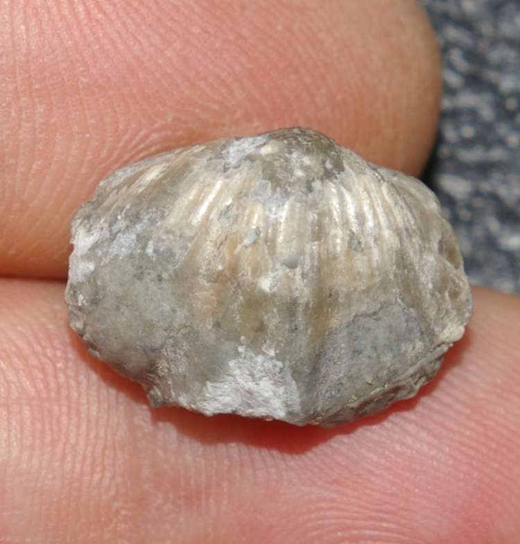 Platystrophia lynx