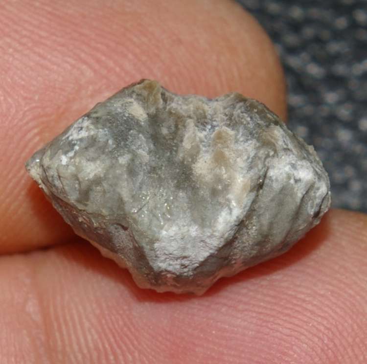 Platystrophia lynx