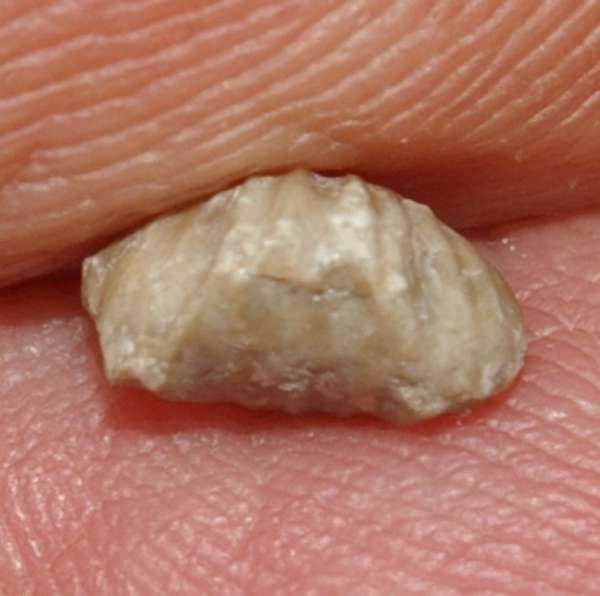 Rhynchonella borealis