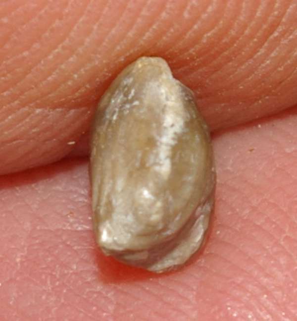 Silurian brachiopods