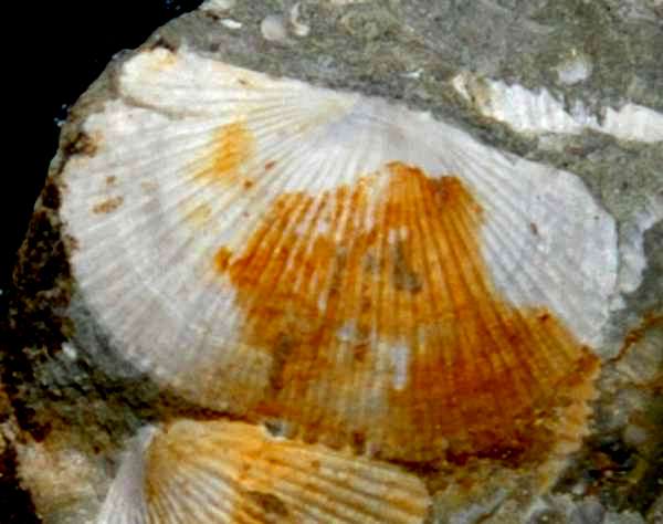 Protochonetes ludloviensis