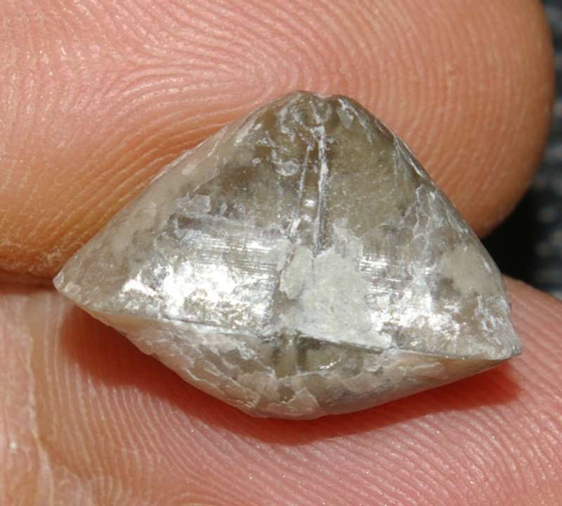 Cyrtia laevis
