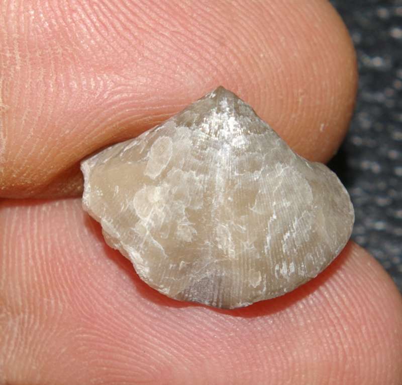 Silurian fossil brachiopod