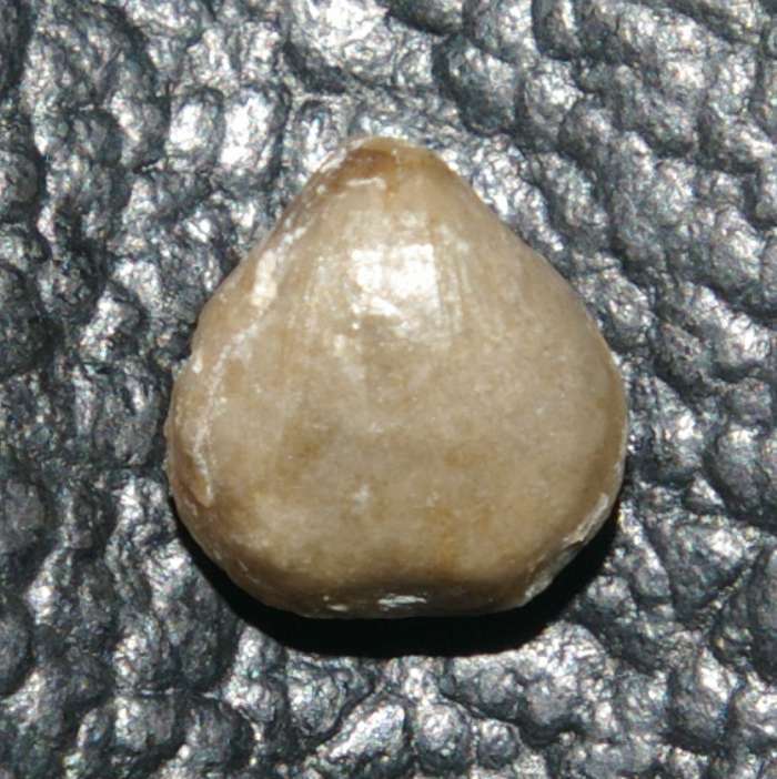 Pseudoprotathyris infantilis