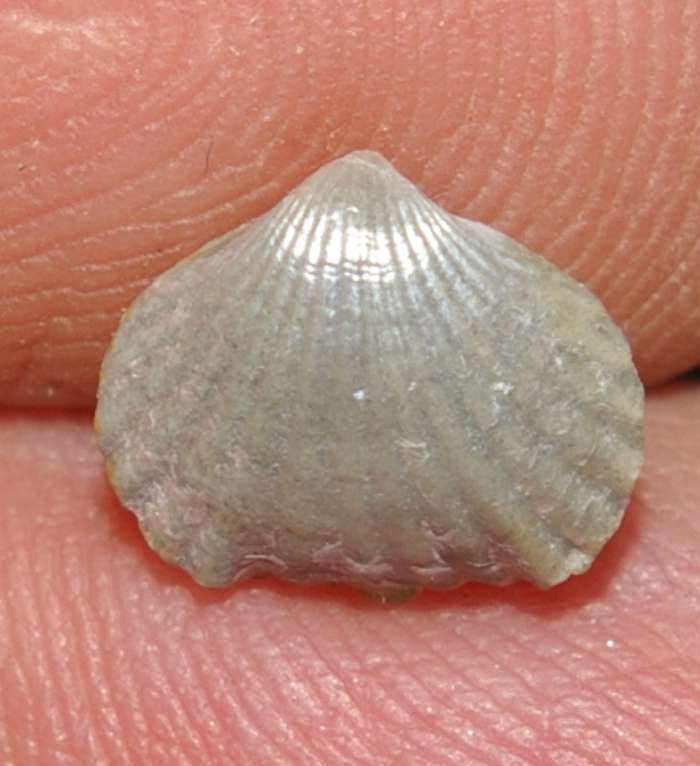 Camarotoechia nucula