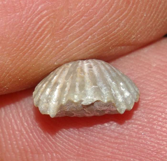 Silurian fossil brachiopod