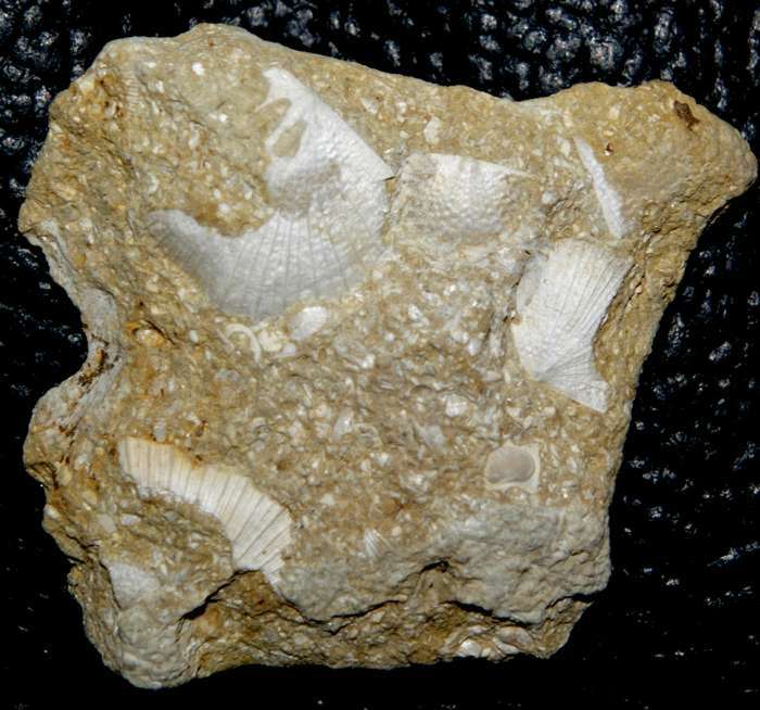 Silurian fossil brachiopod