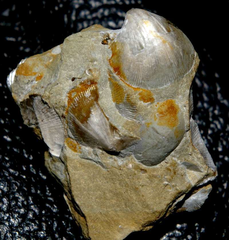 Isorthis clivosa   