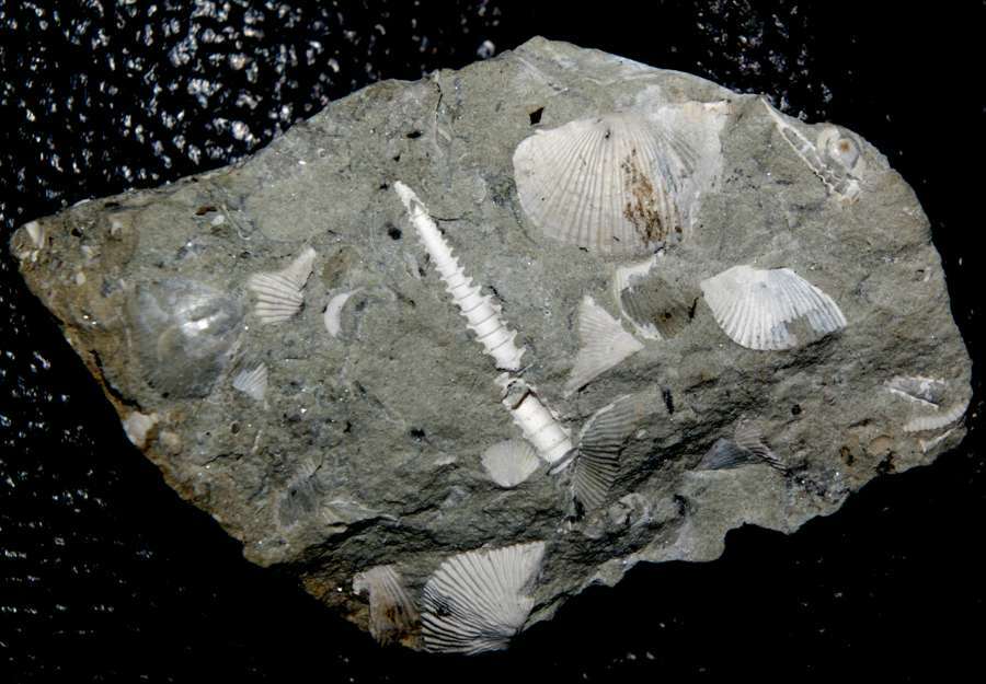 fossils brachiopods