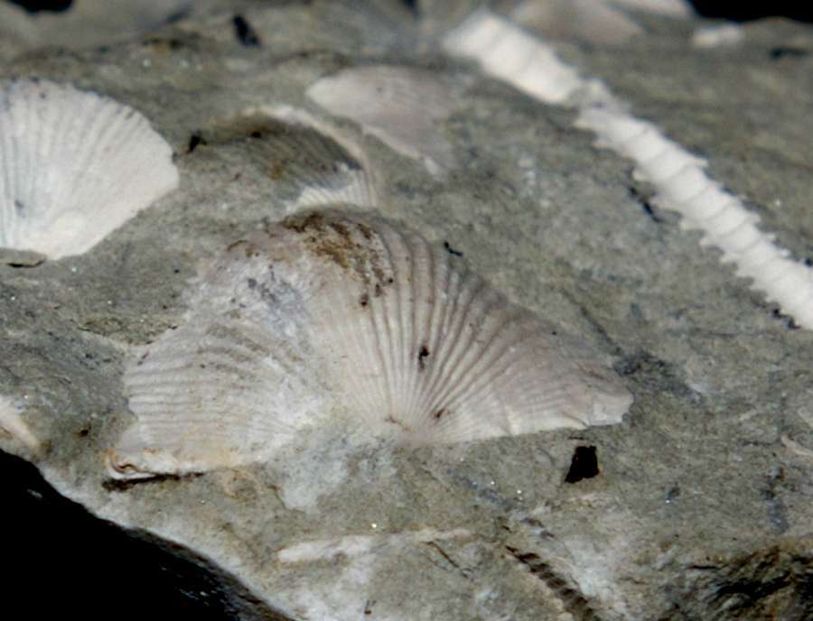 fossils brachiopods