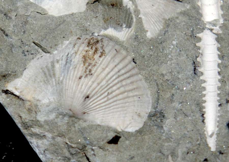 fossils brachiopods