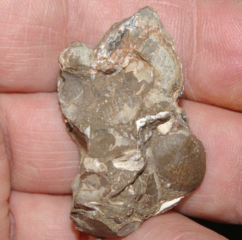 Acanthothyris panacanthina