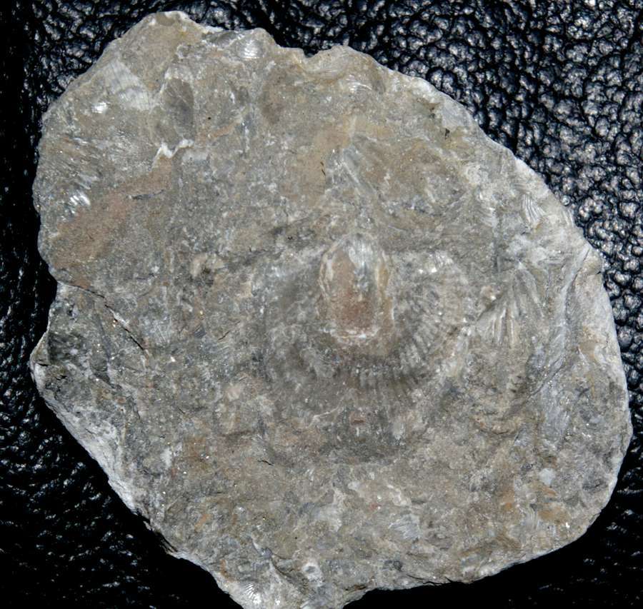 Atrypa nieczlaviensis