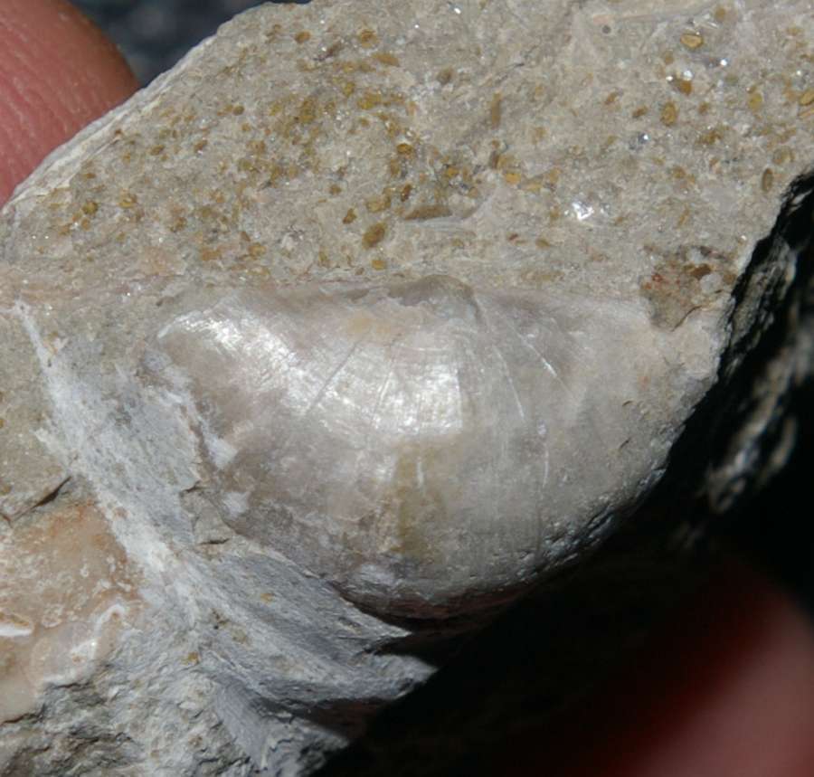 Mesodouvillina seretensis