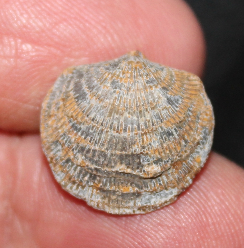 Desquamatia subzonata.jpg
